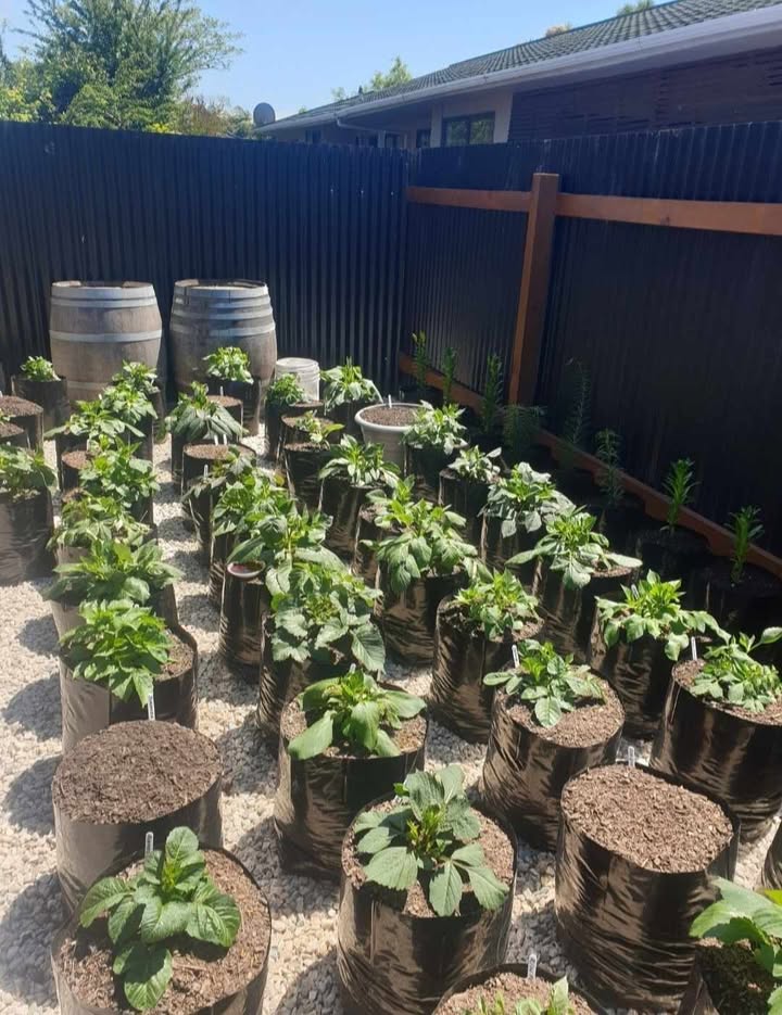 Grow Your Own