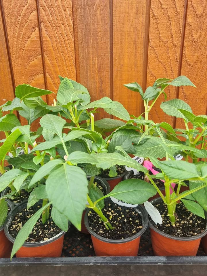 Dahlia Cuttings