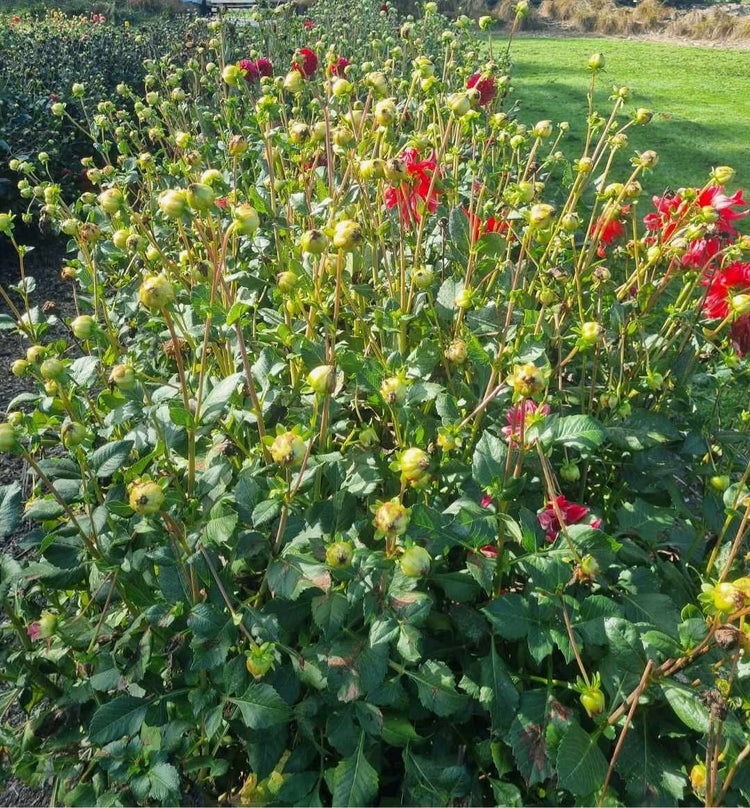 Bee's Choice Dahlia Seeds