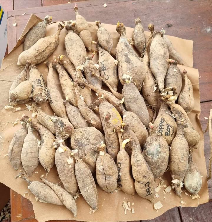 Dahlia Tubers