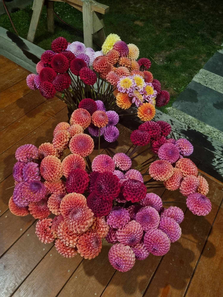 Buckets of Dahlias