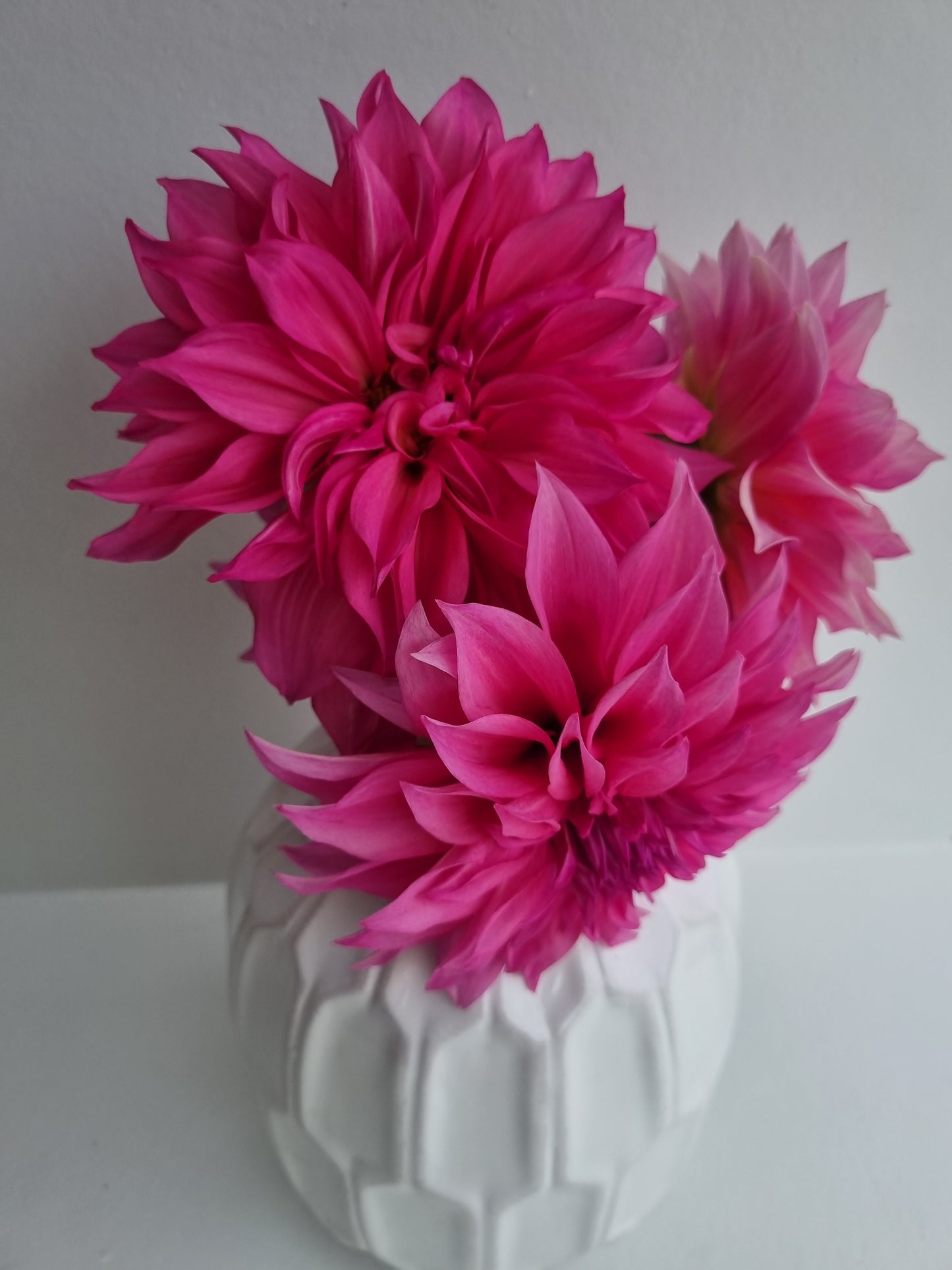 C.A.L Rose Tubers