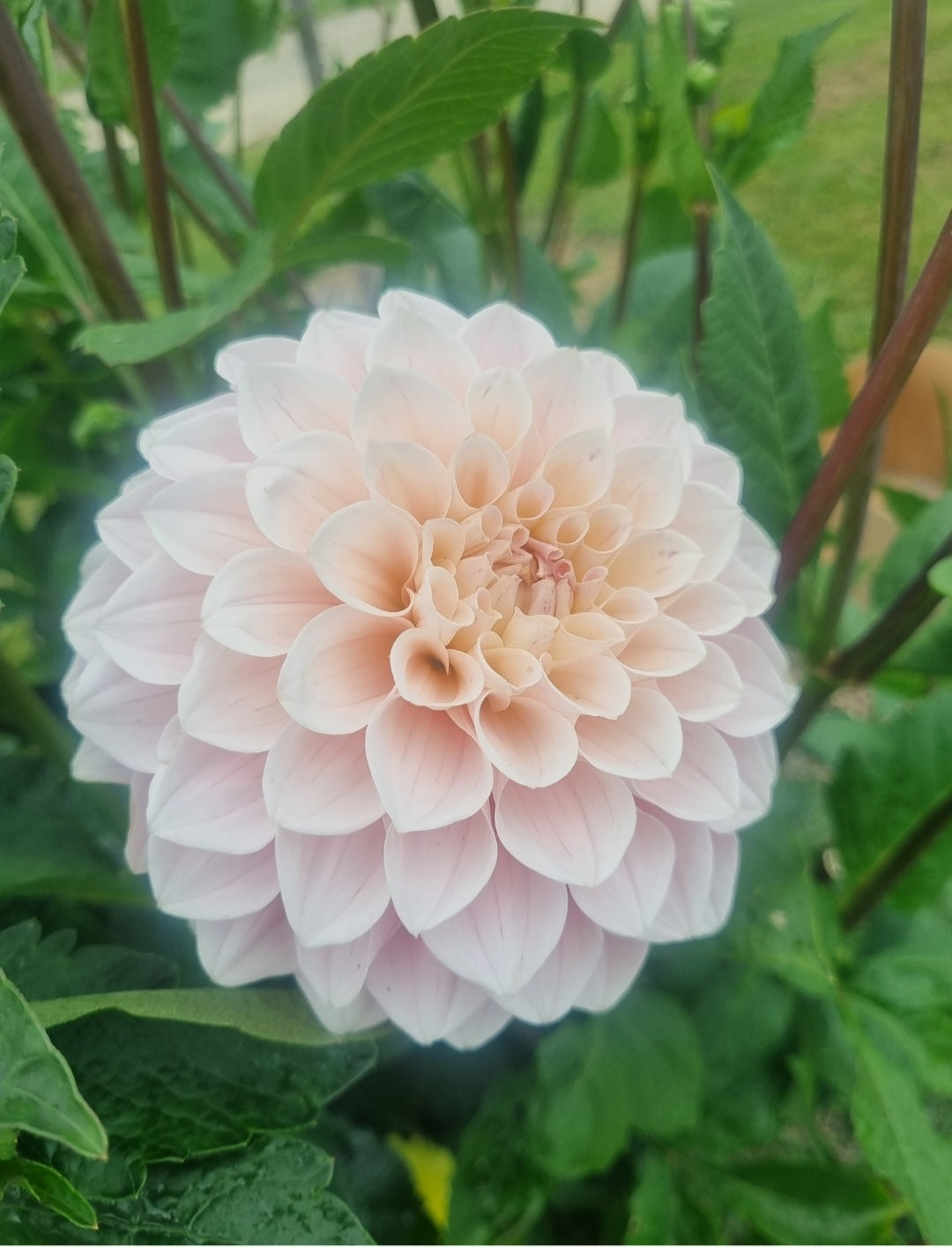 Aporo Road (AR) Pinky Pie Cuttings