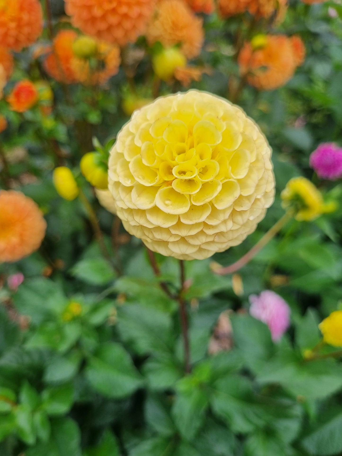 Buttercup Tubers