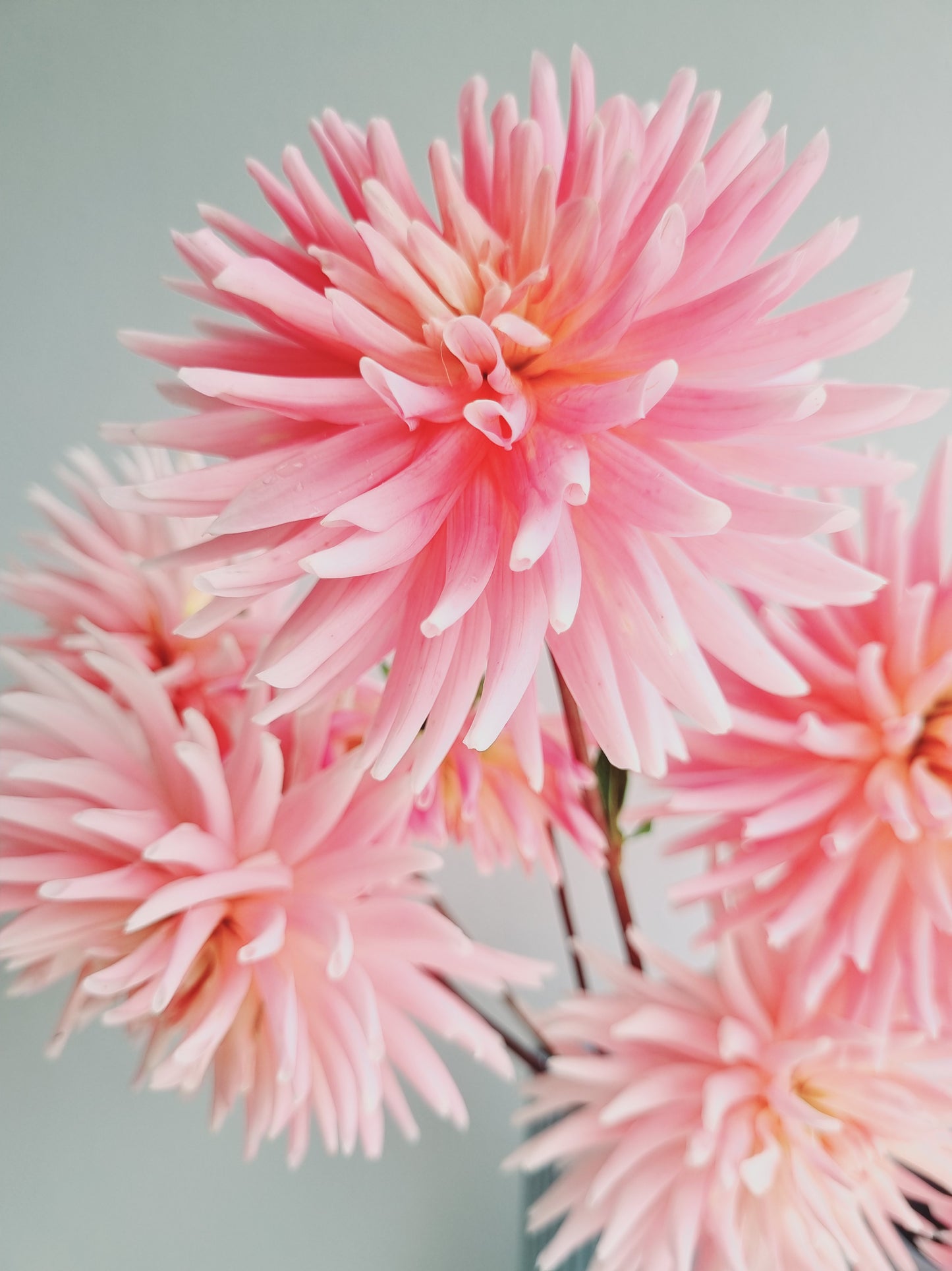 Hollyhill Cotton Candy Tubers