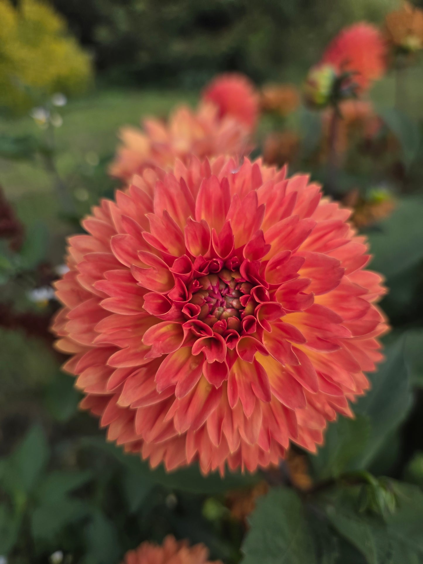 Small orange decorative.