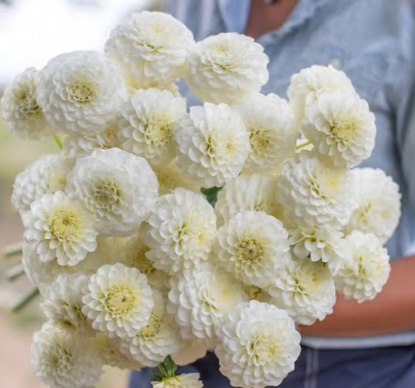 White Aster.