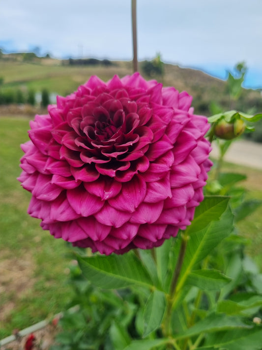 Aporo Road (AR) Velvet Rose.