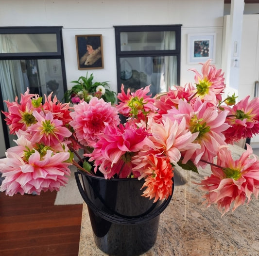 Buckets of Dinner Plate Dahlias