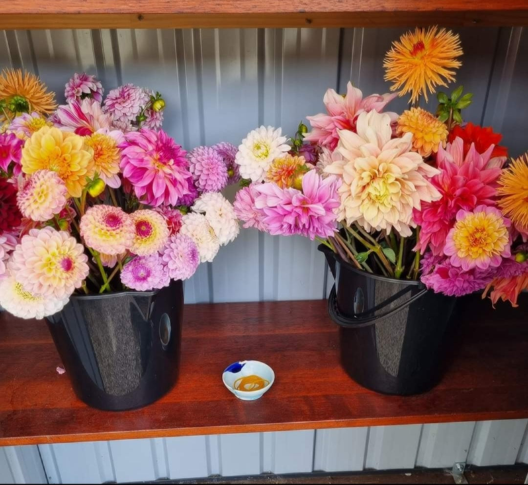 Mixed buckets of Dahlias.