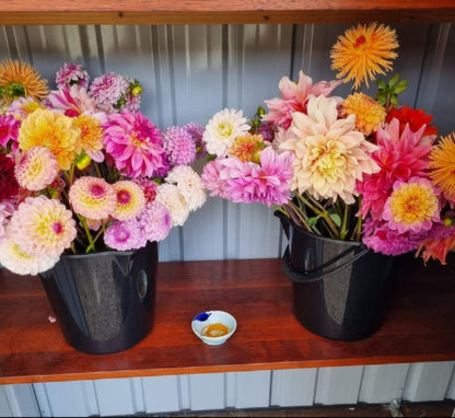 Mixed Buckets of Dahlias