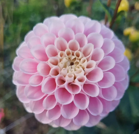 Wizard Of Oz (seed).