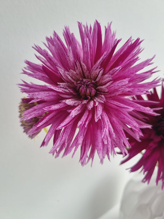 Striped Ambition Tubers