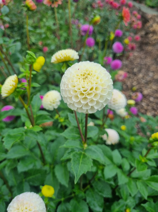 Bowen Tubers