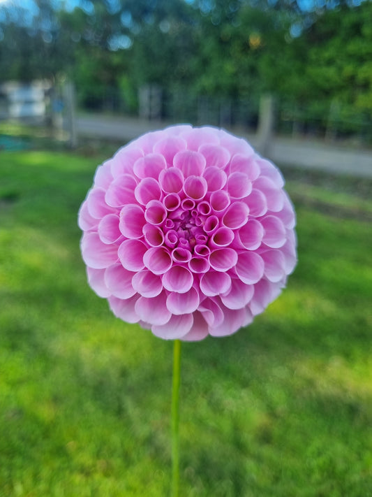 Stolze von Burlen Tubers
