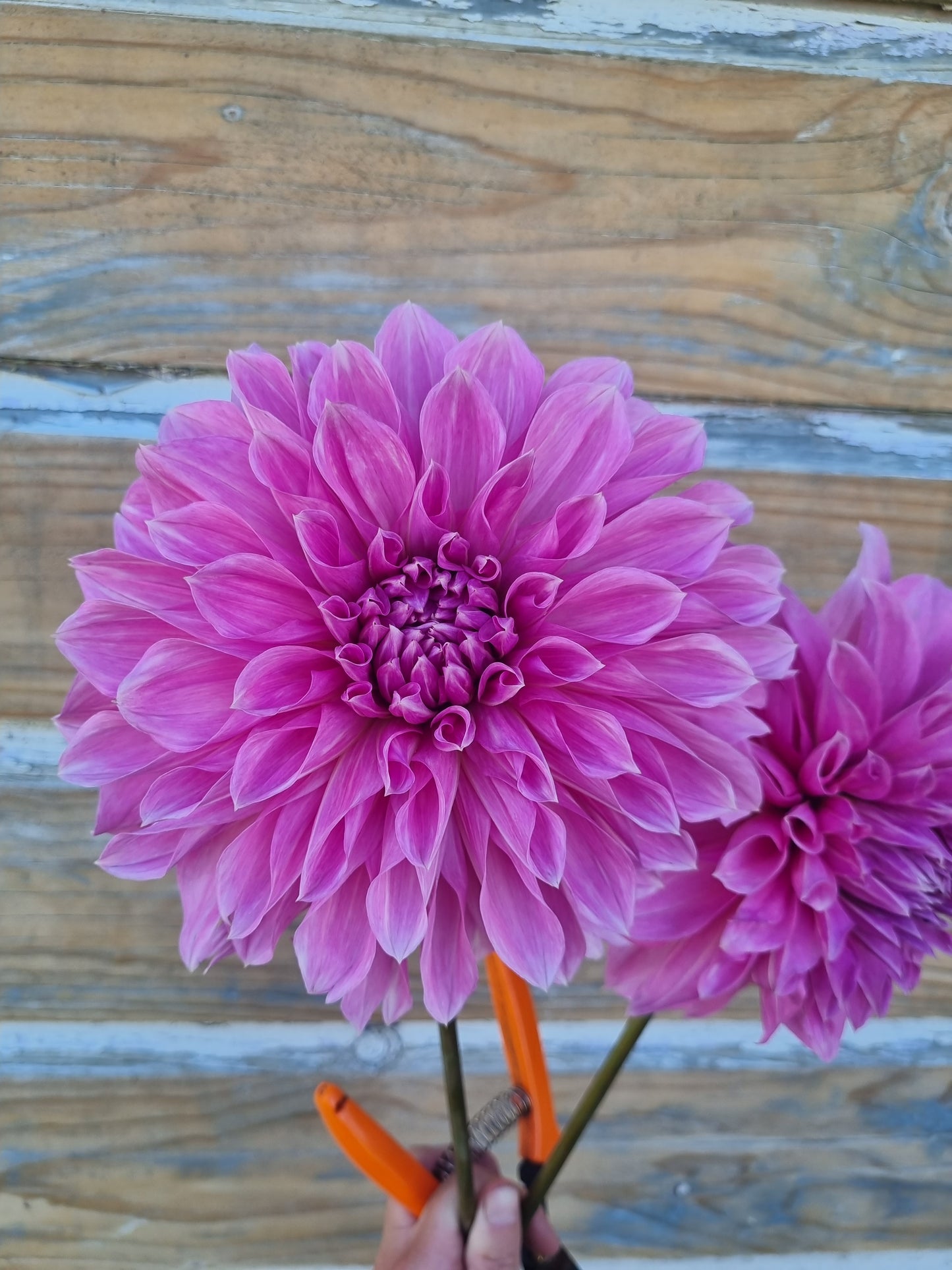 Lavender Perfection Tubers