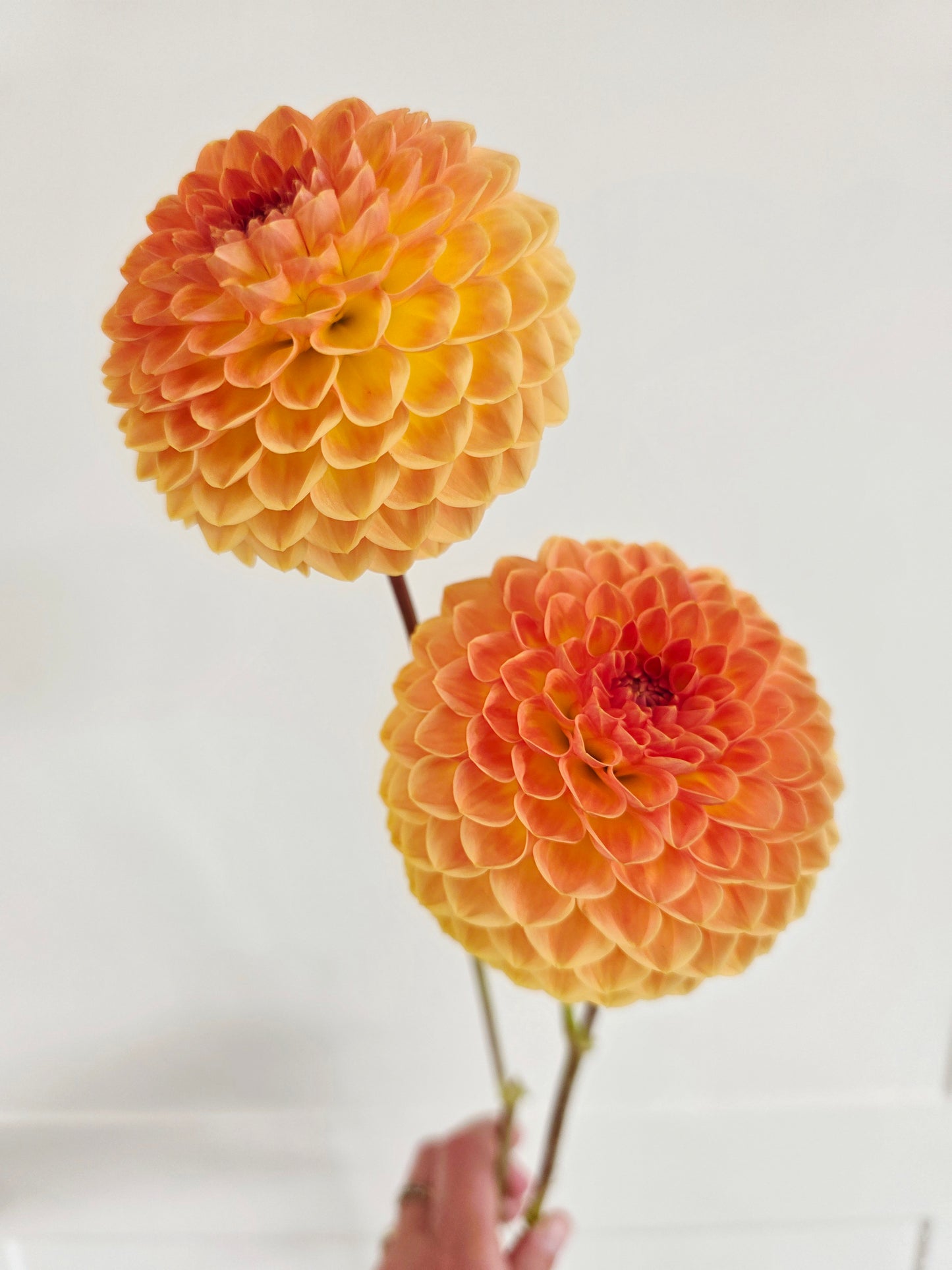 Blytons softer gleam.