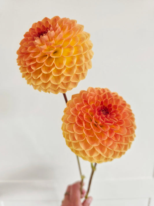 Blytons softer gleam.