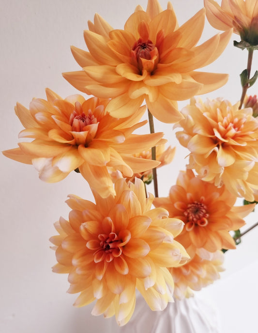 Orange Perception Tubers