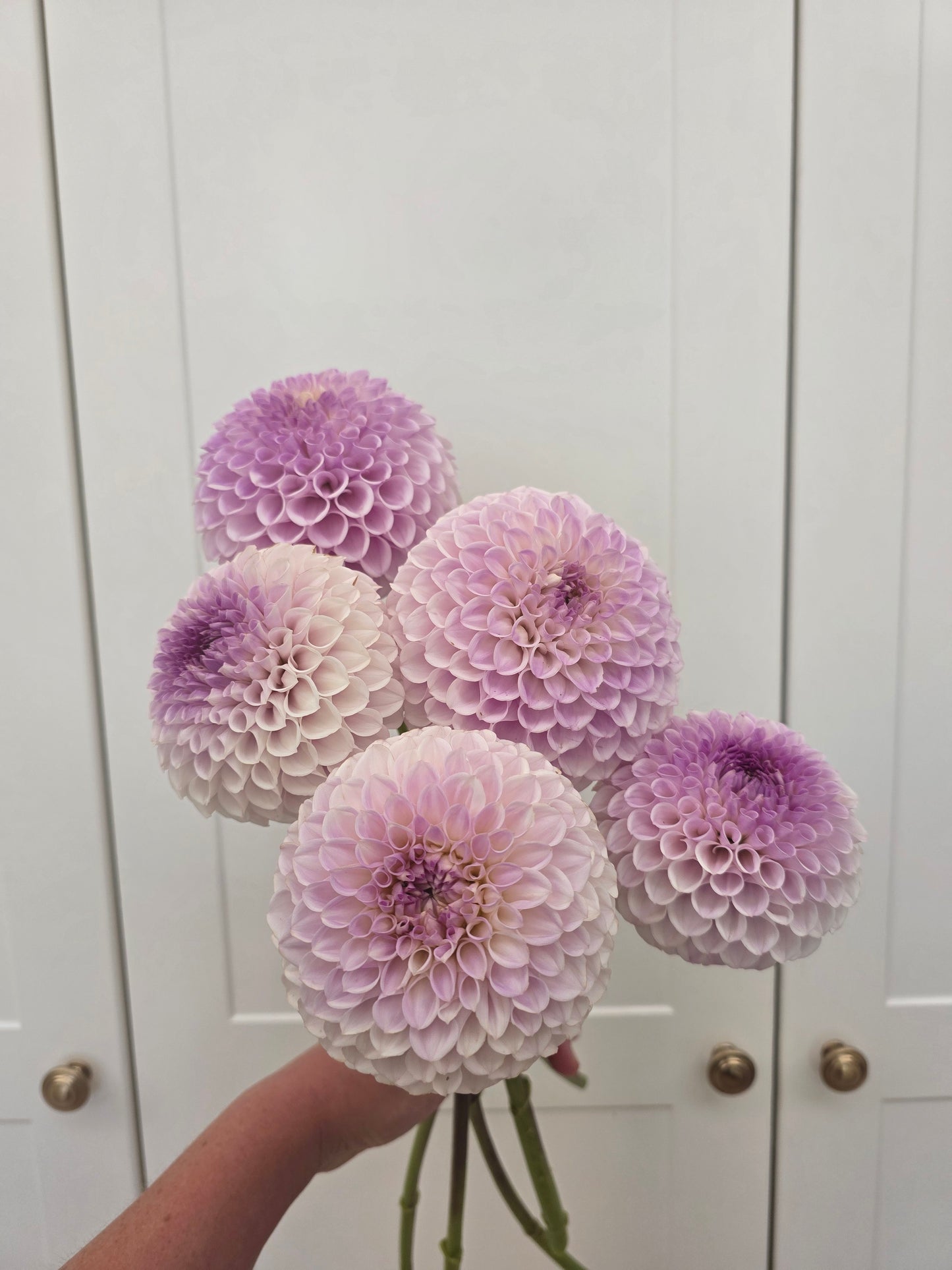 Purple Pearl, strictly one per customer.