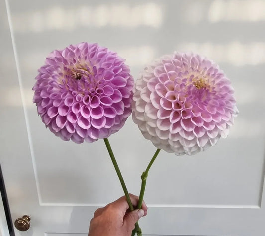 Aporo Road (AR) Purple Pearl.