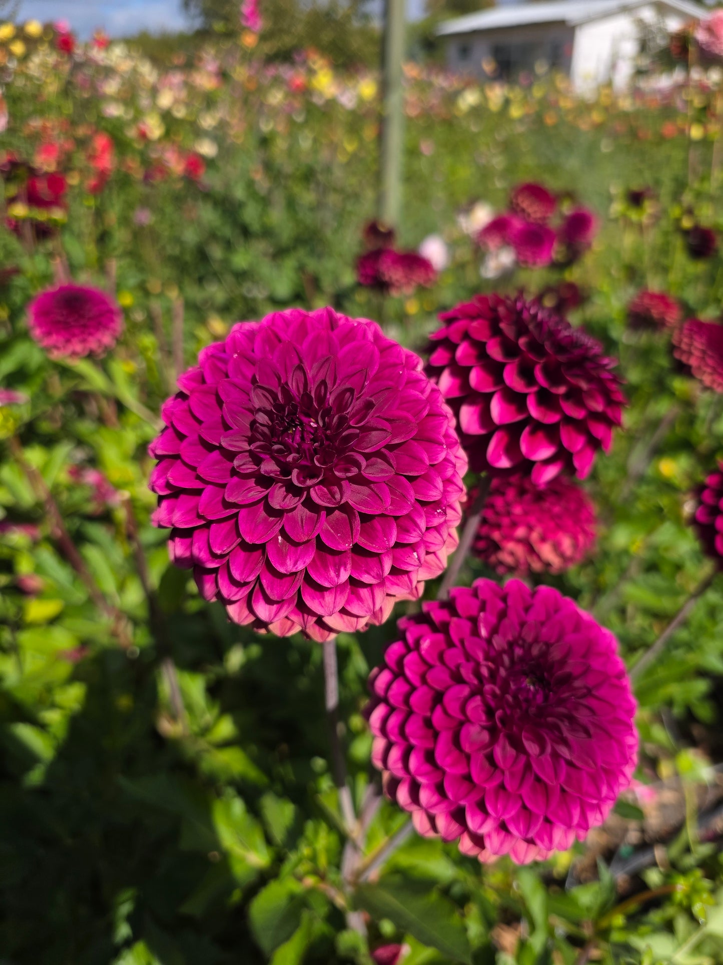 Pretty seedling.