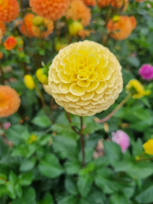 Buttercup Tubers
