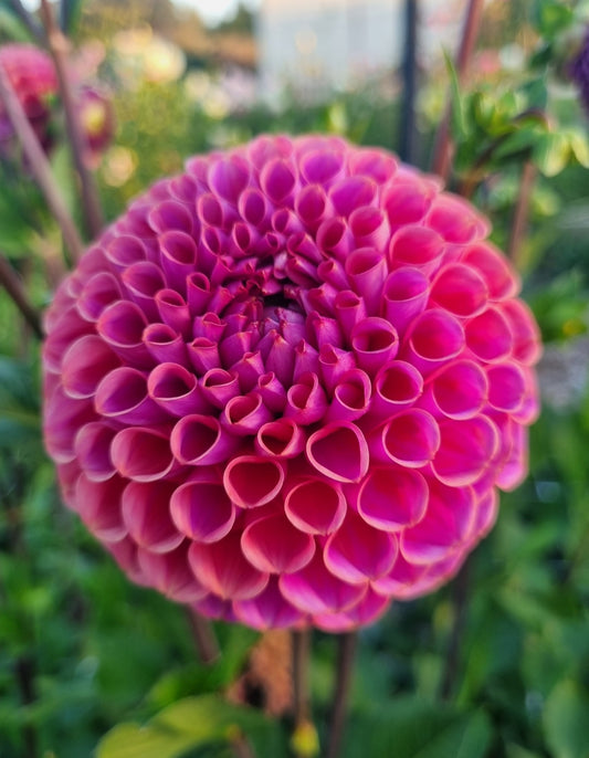 Isabel (seed).