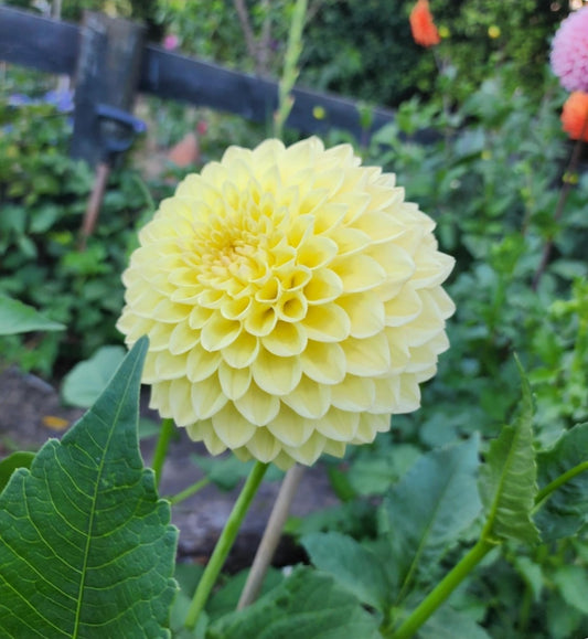 Wineholme Diane Tubers