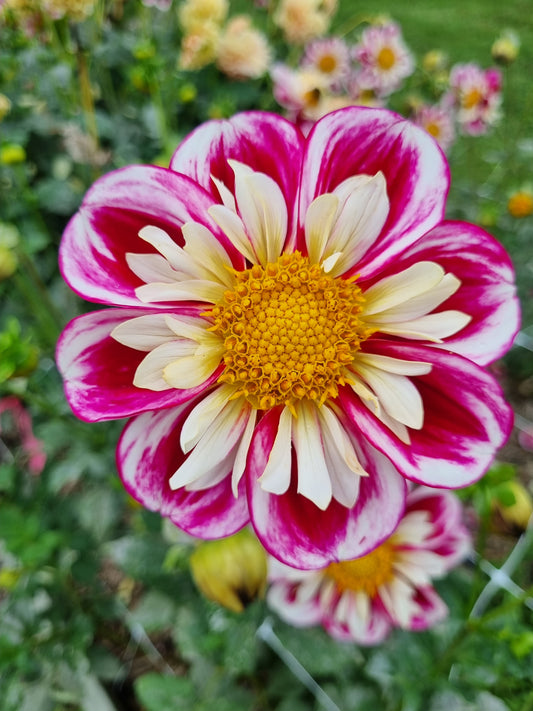 Bumble Rumble (seed).