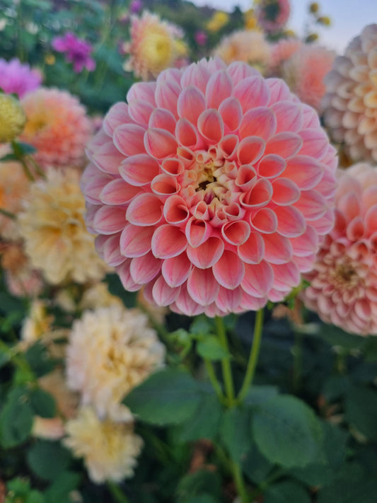 Sweet Susan.