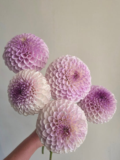 Purple Pearl, strictly one per customer.