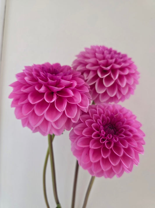 Pink Sylvia