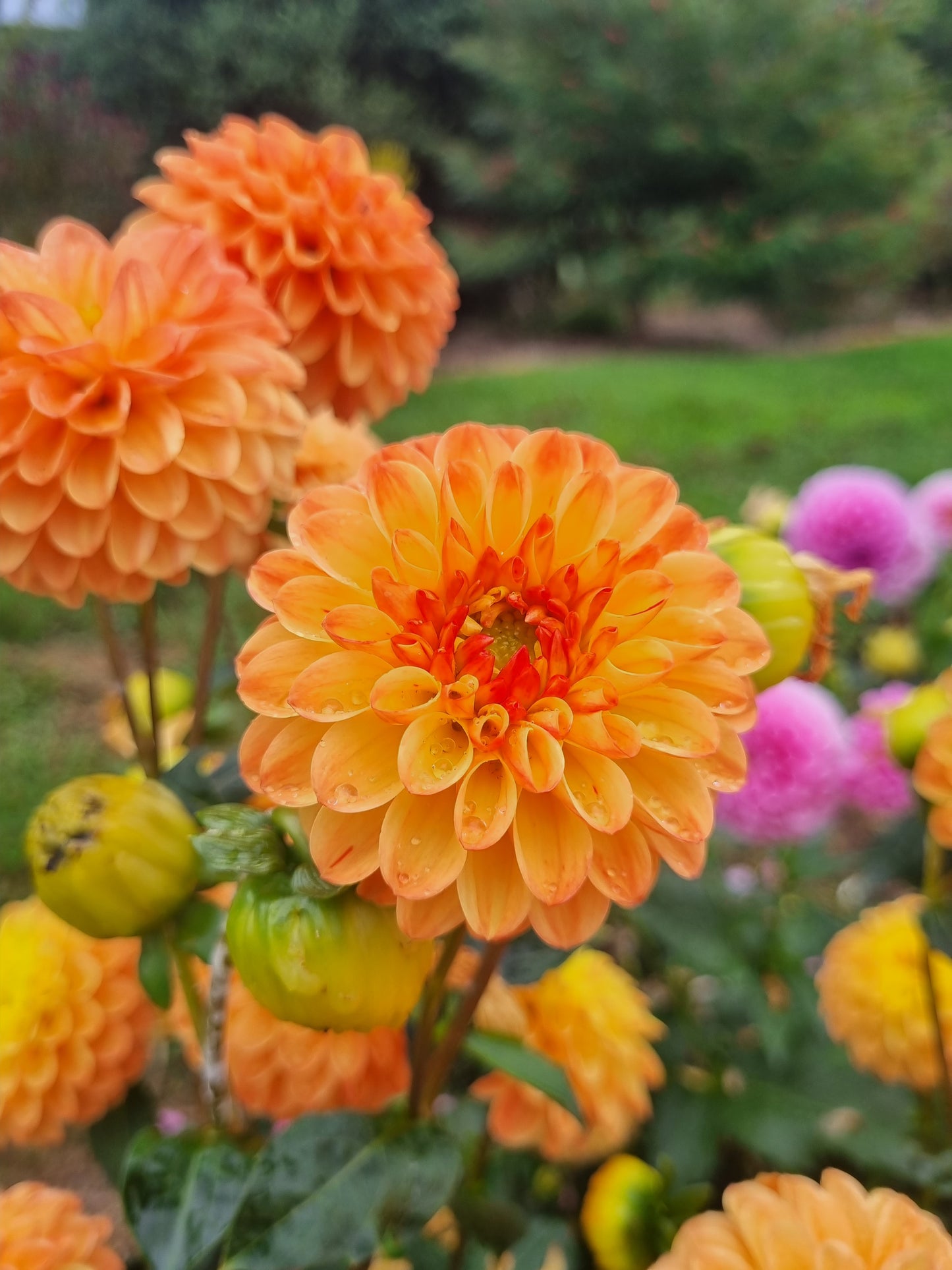 Small orange decorative.