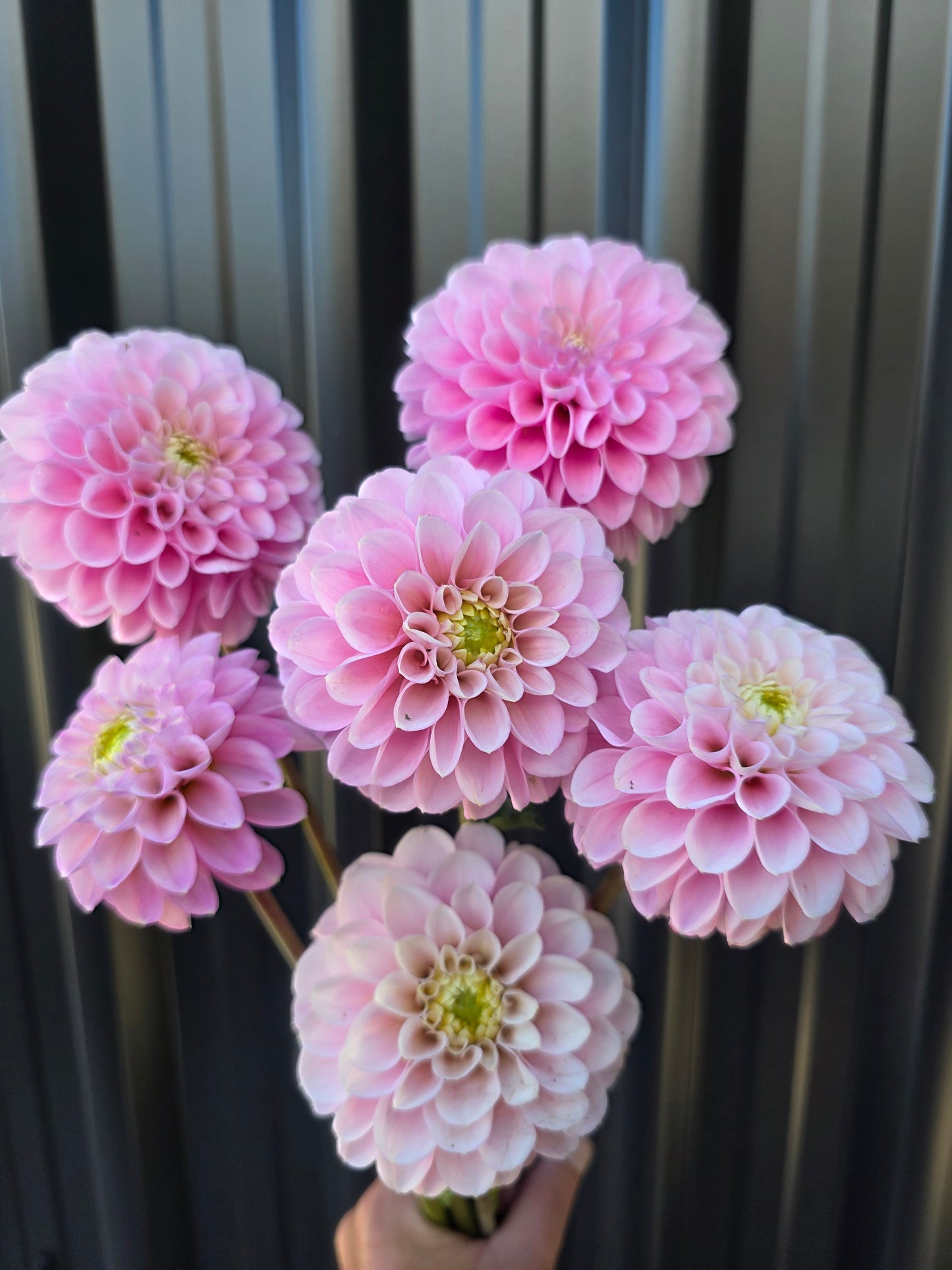 Pretty pink seedling.