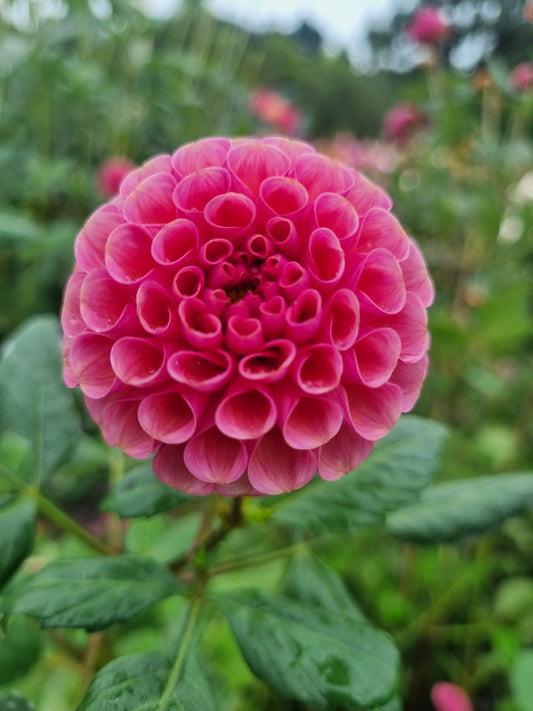 Koko Puff Tubers