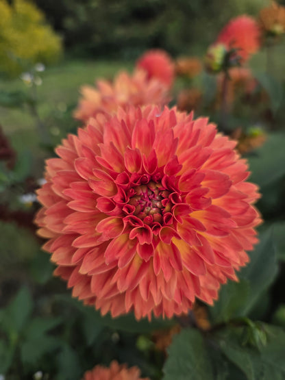 Small orange decorative.