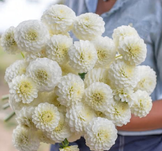 White Aster.