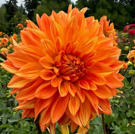 Neon Splendor